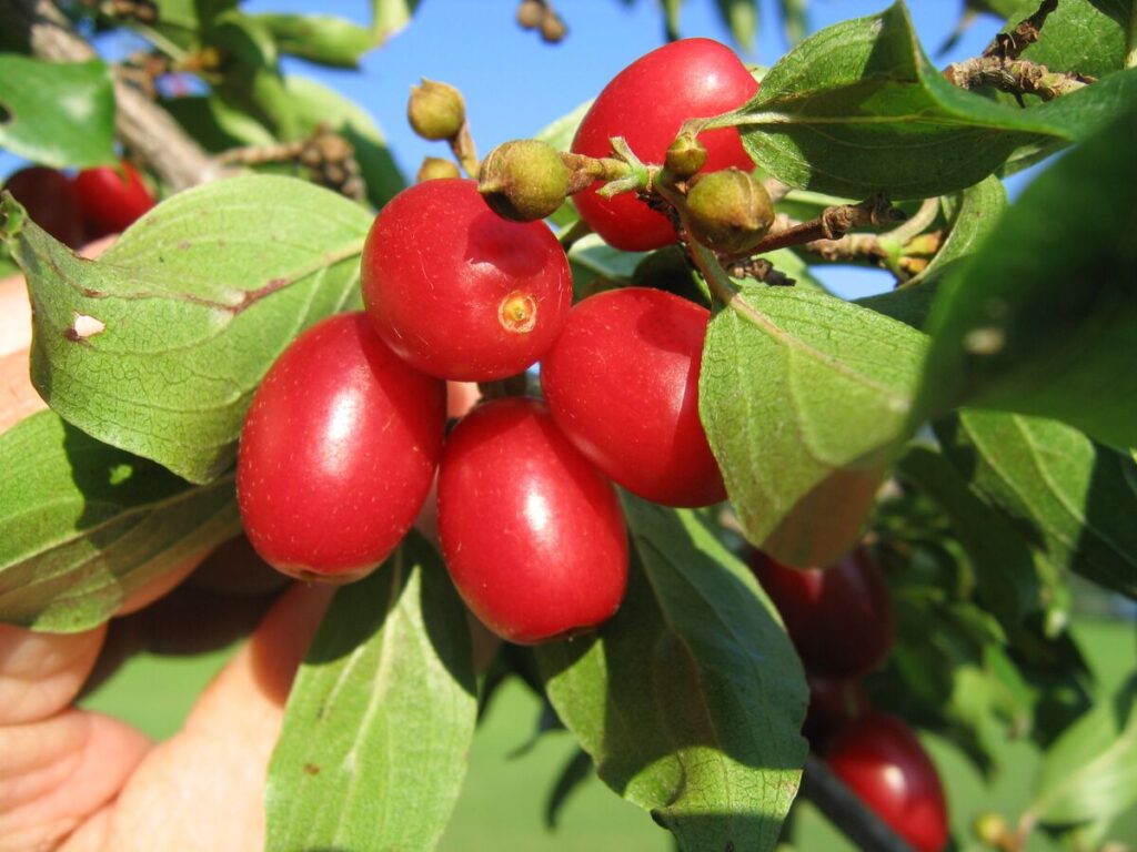 Dirndl mit Blütenknospen