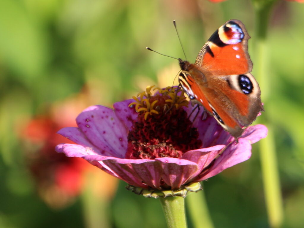 Schmetterlin auf Blüte im Steinschaler Garten