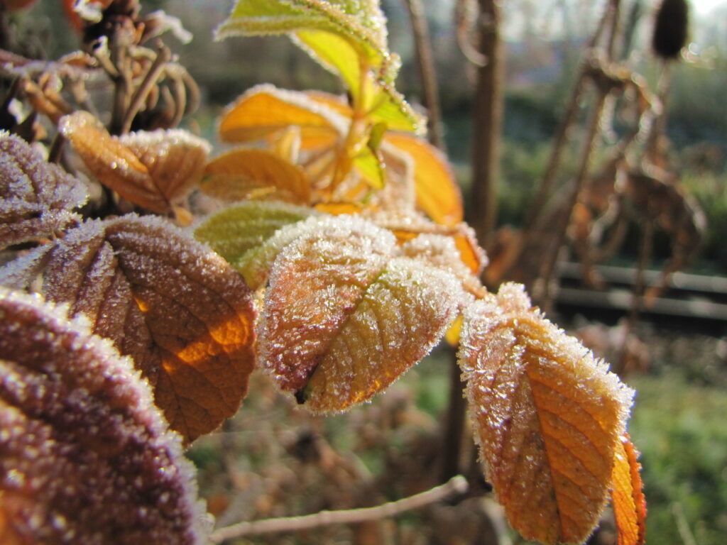 Herbstreif im Garten