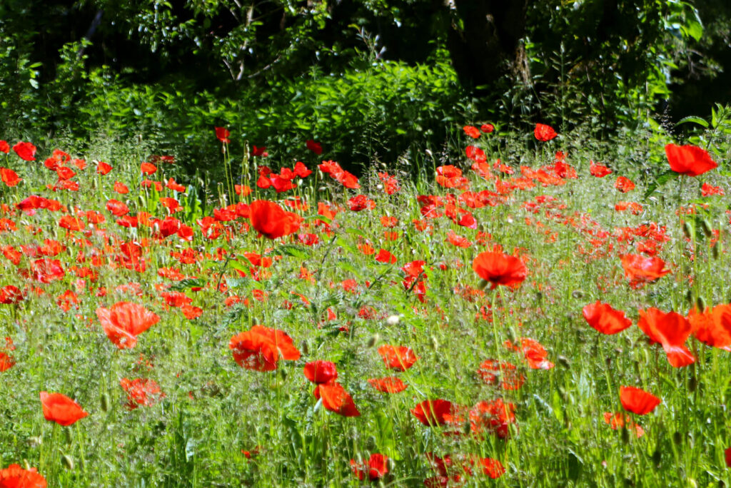 Naturgarten rote Blüten in den Steinschaler Gärten