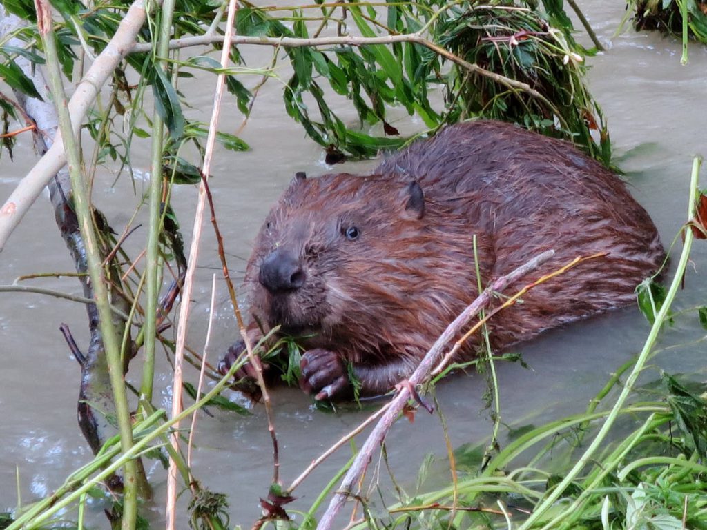 Biber Steinschaler Gärten