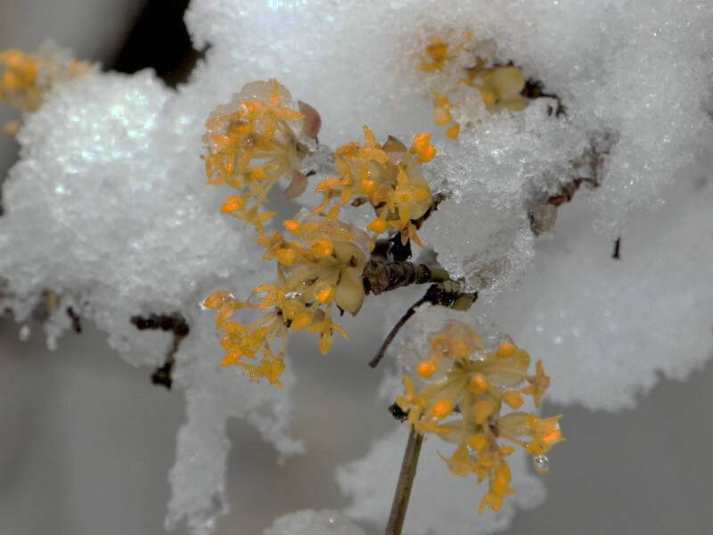 Dirndlblüte im Schnee