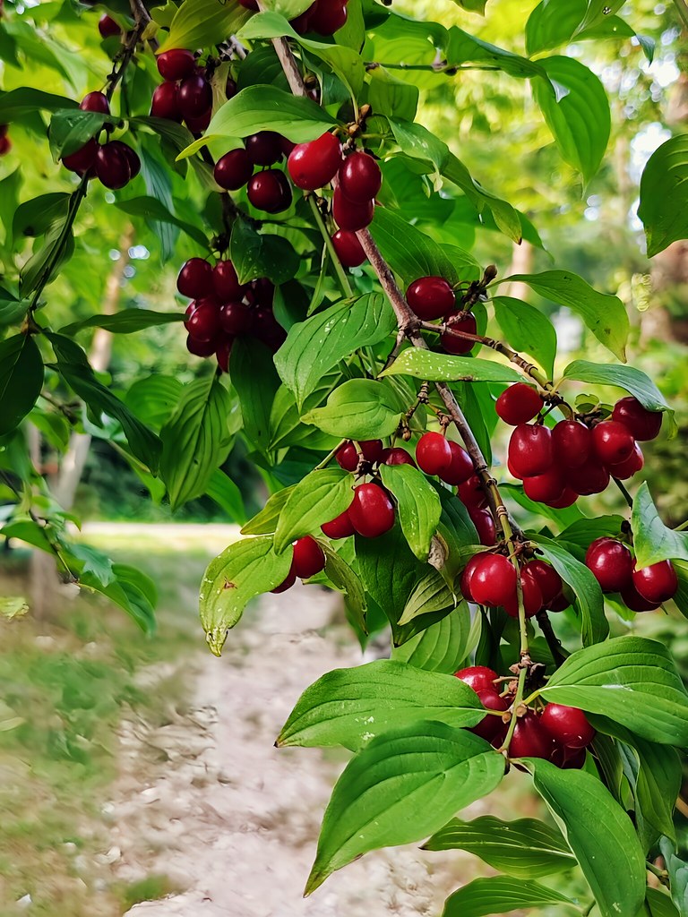 Dirndlstaude im Pielachtal