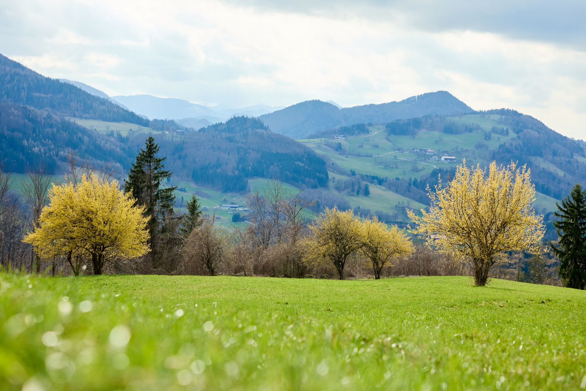 Dirndlblüte im Pielachtal