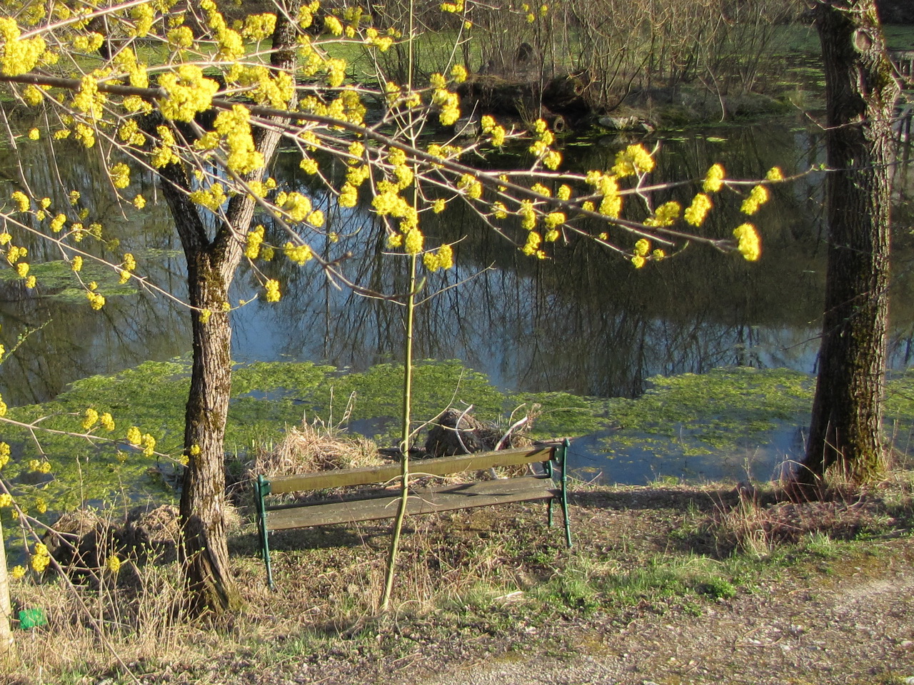 Dirndlblüte am Steinschaler Teich