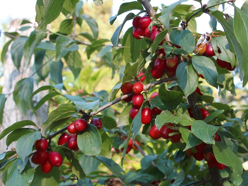 Dirndlfrucht am Strauch als Rotes Gold