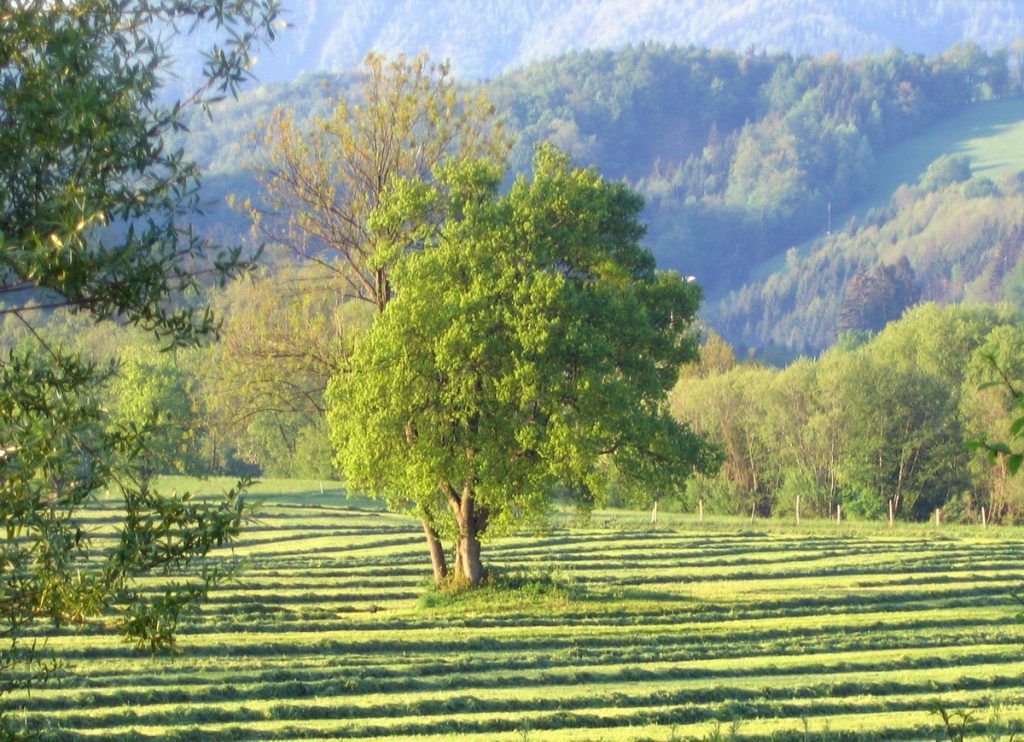 Gemähte Wiese und Baum in der Früh in Kirchberg