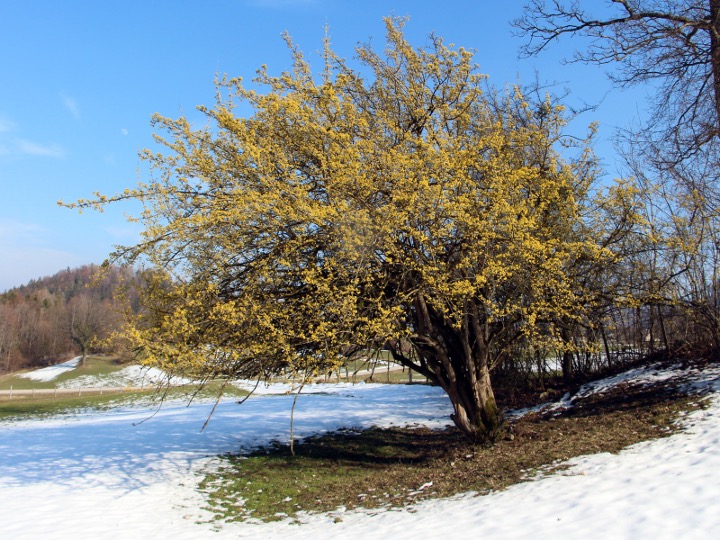 Dirndlbaum im Schnee