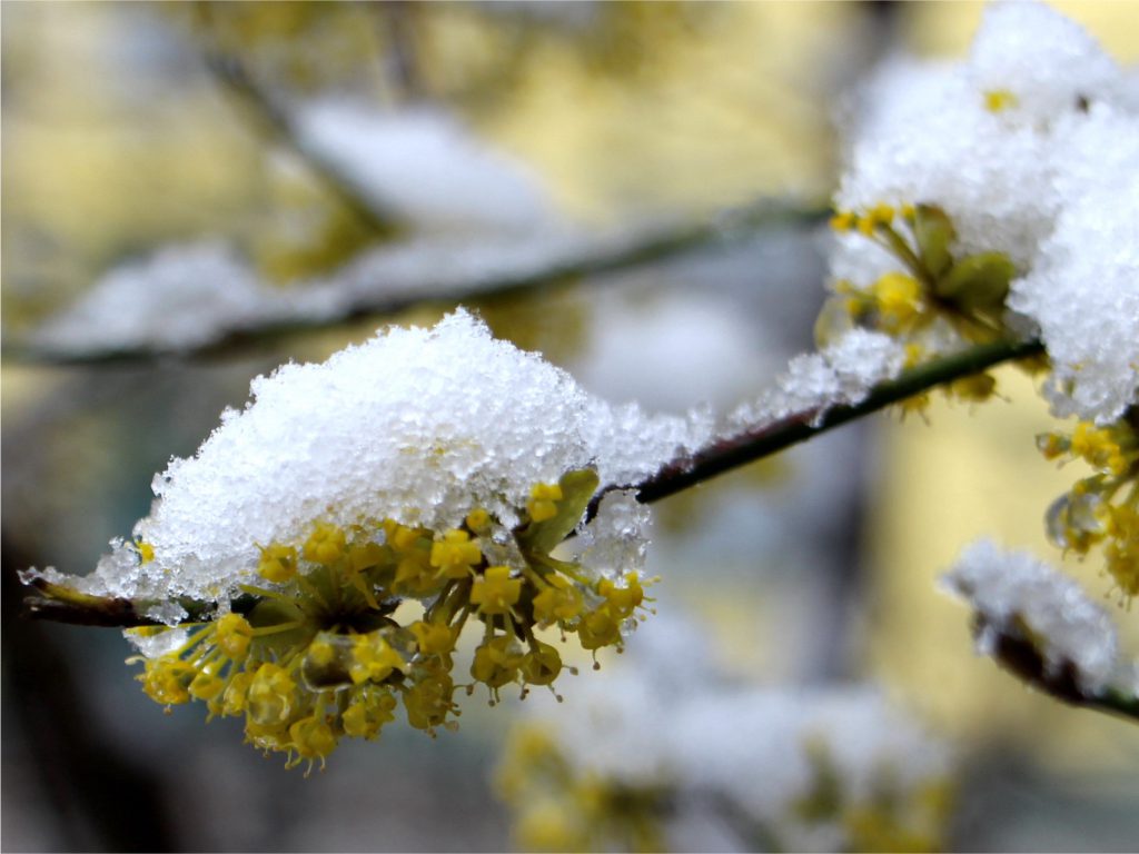 Dirndlknospen im Schnee