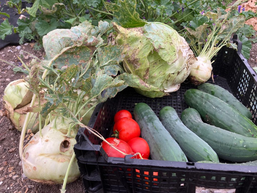 Heutige Ernte: Kohlrabi, Spitzkraut, Gurken, Paradeiser