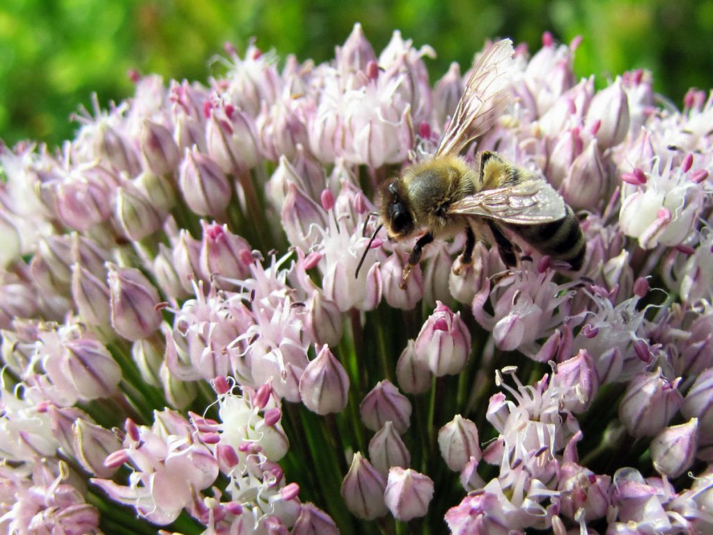 Biene auf Alliumblüte