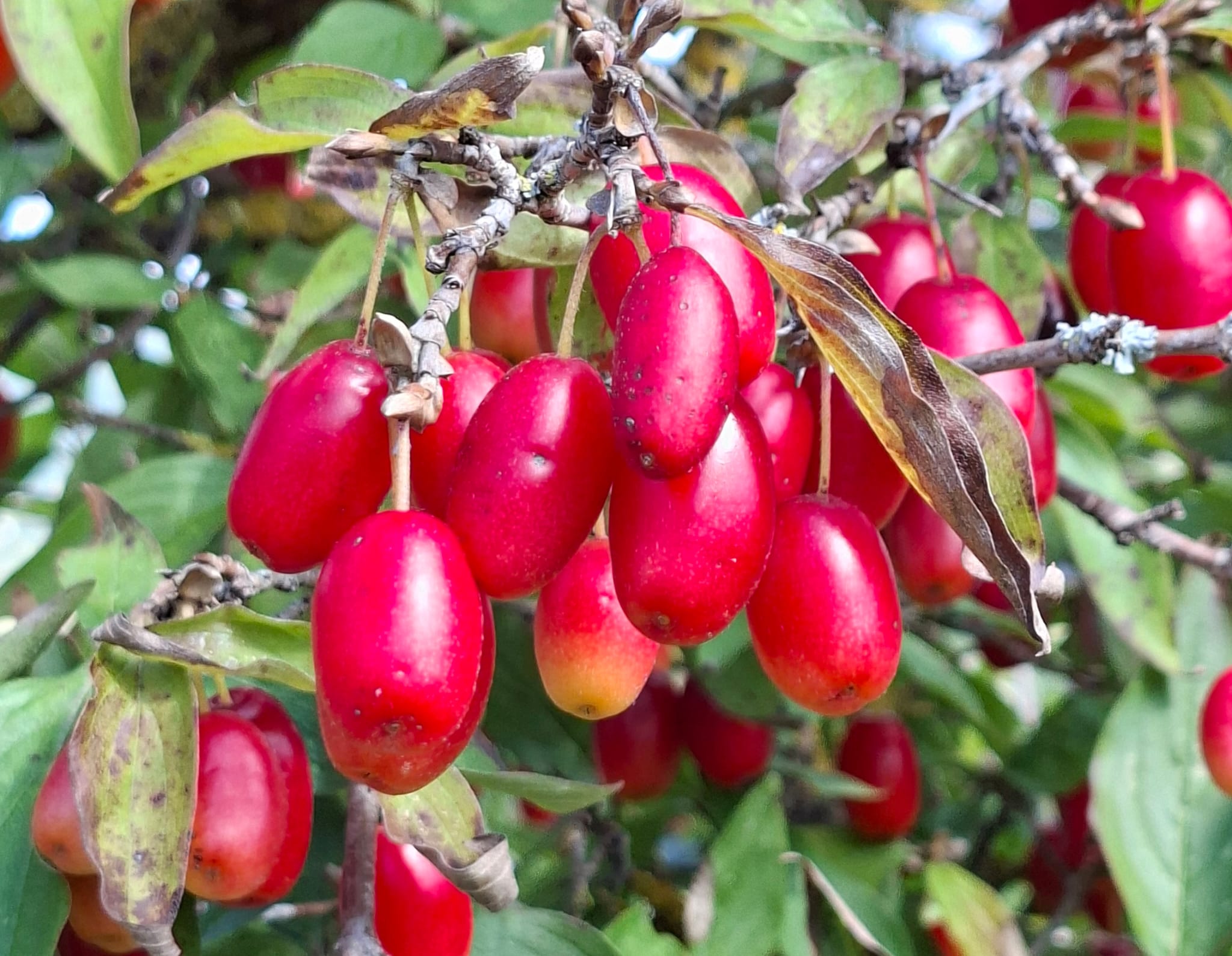 Wildfrucht Dirndl veredelt und somit größer