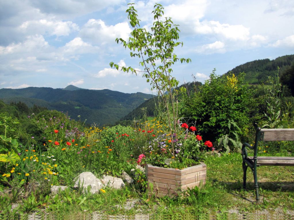 Dirndlstaude als Deko auf der Terrasse