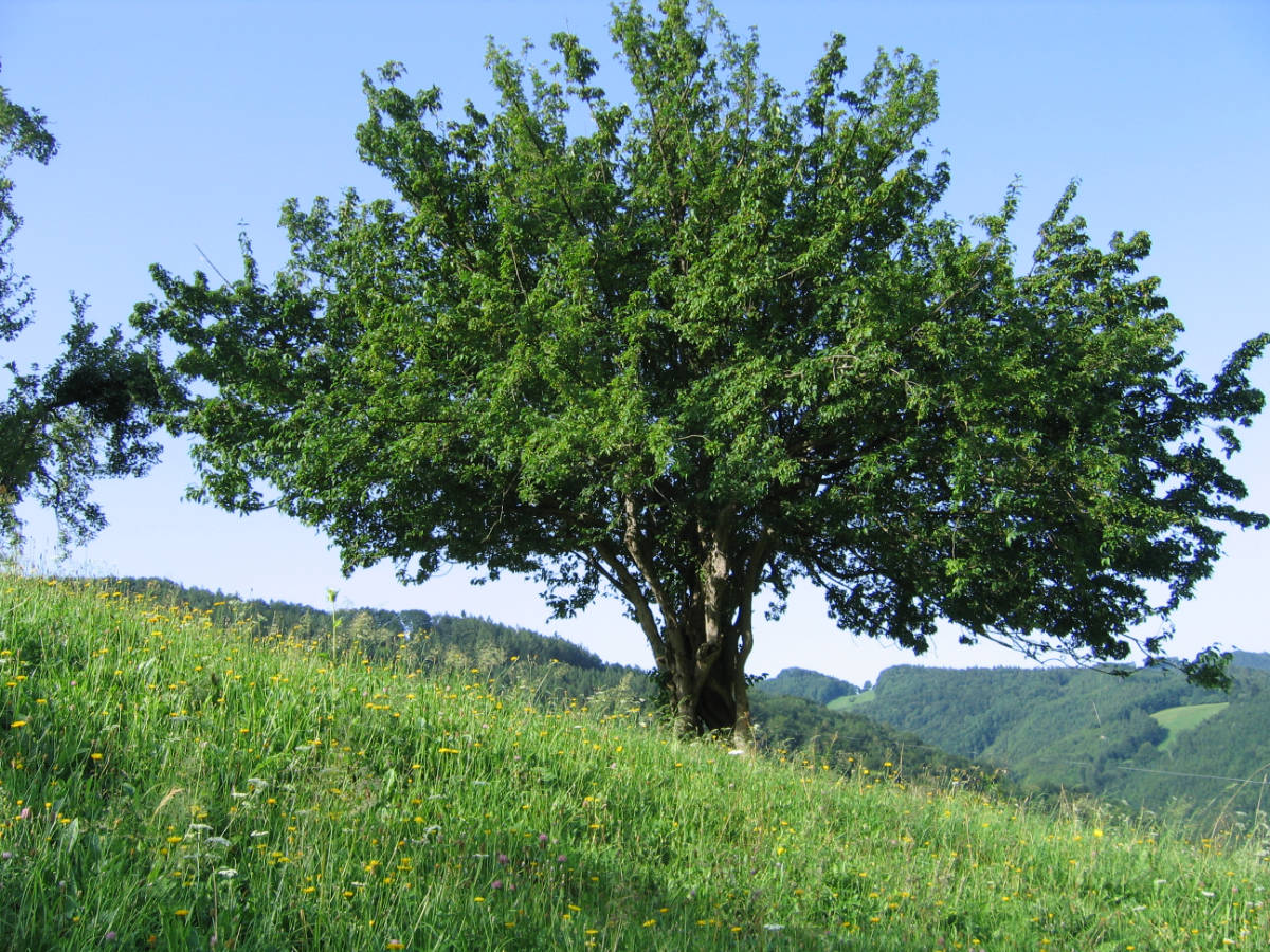 Schöner Dirndlbaum im Pielachtal